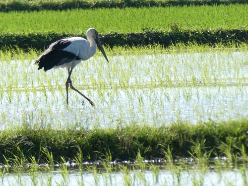 田んぼでエサをついばむ野生復帰したコウノトリ