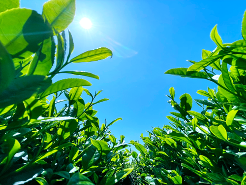 県内２位のお茶どころです。ピーマンやイチゴの生産も盛んです