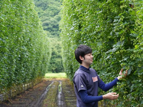 全国的に見ても広い作付面積を誇る、中里家のホップ畑