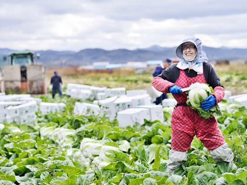 美味しい白菜、収穫してます
