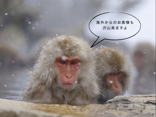 スノーモンキーは海外からの旅行者に大人気