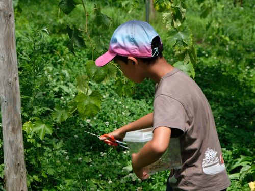 ツルも切りたいけど、虫も捕まえたい！