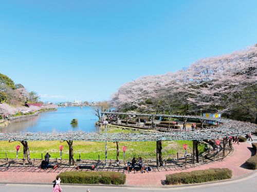 蓮華寺池公園は市外からも人が集まる人気スポットです☆