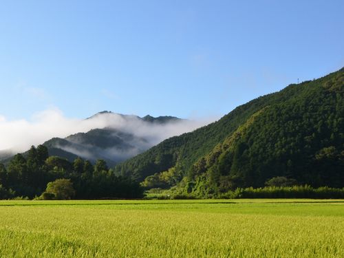 山すそに広がる田んぼ
