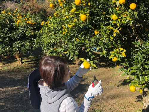 収穫体験をしてもらったり