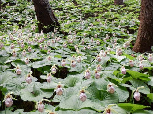 絶滅危惧種のクマガイソウ自生地の様子