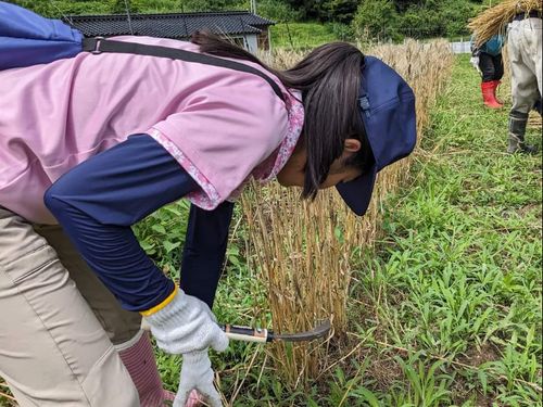 地域の方と移住者が育てた町内初の小麦を刈るイベント