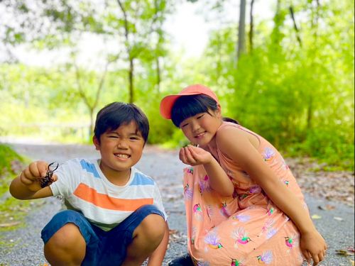 山ではカブトムシやクワガタにも出会えます。