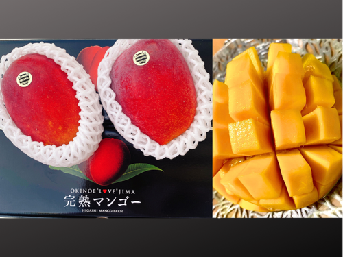 この夏沢山食べさせて頂いた東マンゴー園のマンゴー！完熟濃厚！