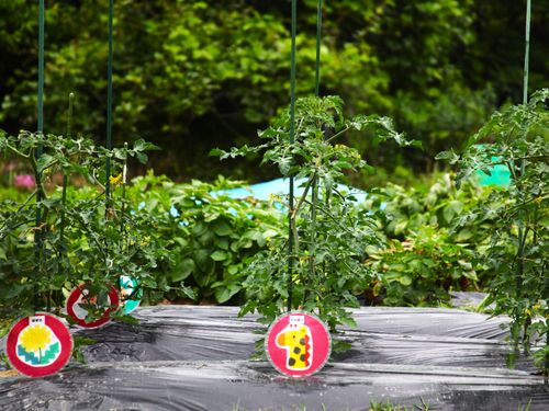 保育園で子どもたちが育てている野菜。