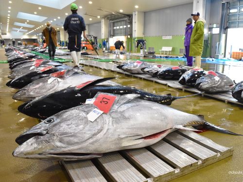 銚子漁港の水揚げ量は12年連続日本一