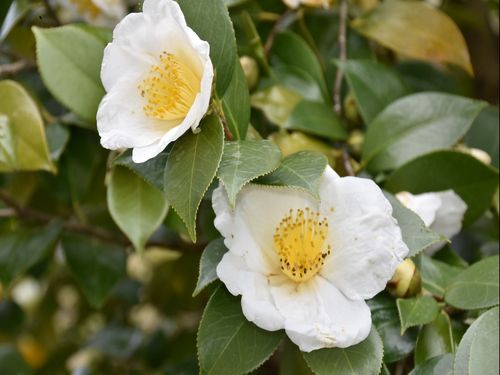 椿の盆栽や鉢植えを育て、守る活動も！！