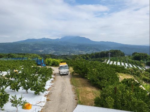 丘の上に広がるミカン畑と勇壮な雲仙普賢岳