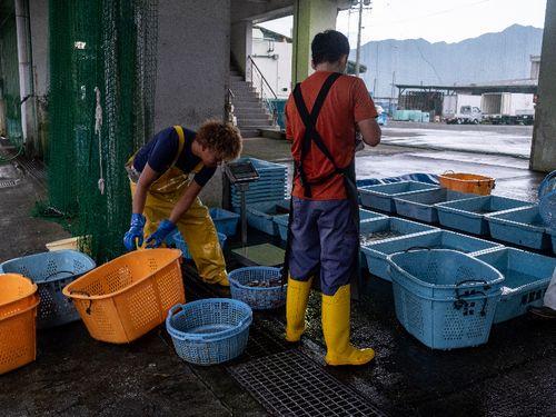 受け取った魚の仕分け、セリの準備