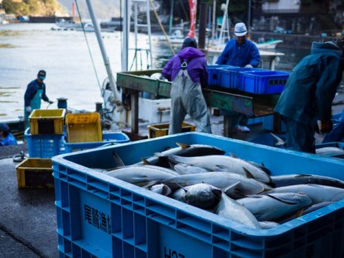 早朝の梶賀漁港は、魚の水揚げや選別を行う漁師たちで活気付く。