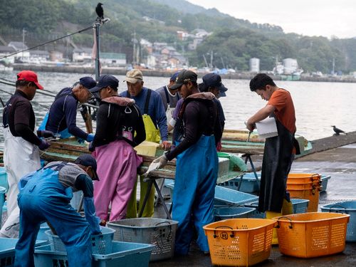 定置網で獲ってきた魚の仕分け