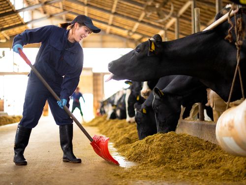 町で酪農研修牧場を設置し、新規就農者の確保に努めています。
