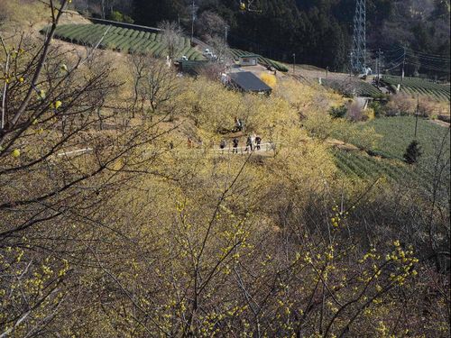 「寄ロウバイまつり」開催中の園（見ごろ）
