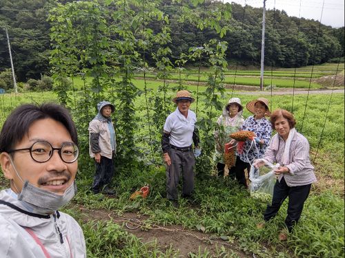 ホップ作りの様子