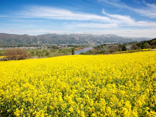 GW頃に一面黄色の絨毯となる菜の花公園