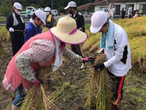「ささラブ学園　稲刈り教室」