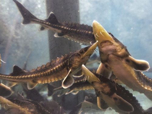 水槽で泳ぐチョウザメ