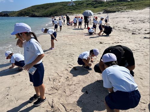 角島の海水浴場で貴重なユリヤ貝探し