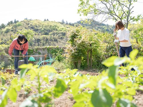 畑を管理し作物の生産を行います