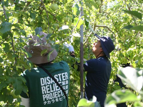 お試し移住ツアー[夏編]ではりんごの葉摘み作業をお手伝い