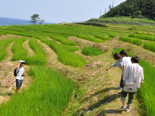 白米千枚田の視察の様子