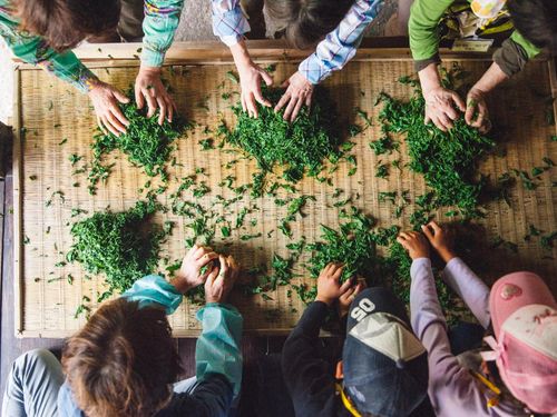 釜炒り茶の茶葉もみ体験ツアーの様子