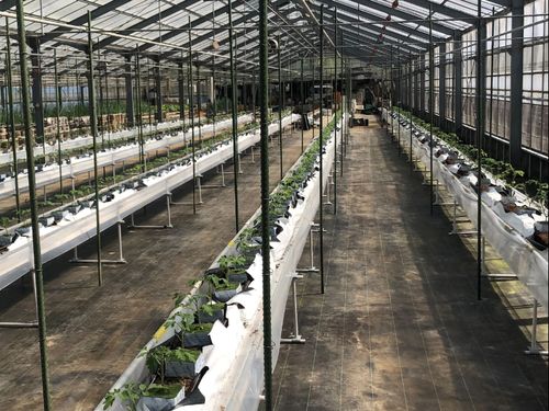 定植時の様子