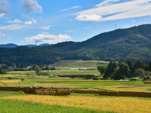 のどかな水田の風景が広がる