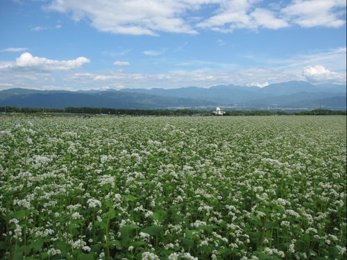 そばの花は白くて可憐なたたずまい