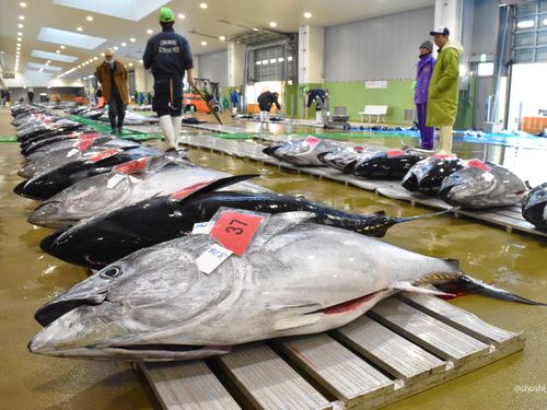 日本有数の水揚げ量を誇る銚子漁港