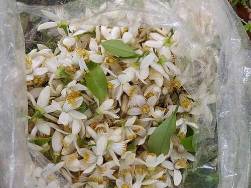 樹勢を保つため、ある程度の花摘みが必要です