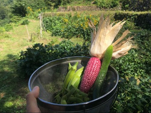 宿の畑で新鮮野菜を収穫