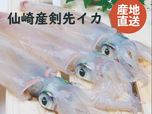 仙崎イカ