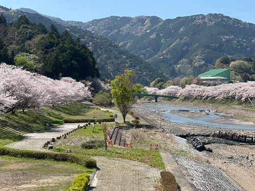 家山川と桜