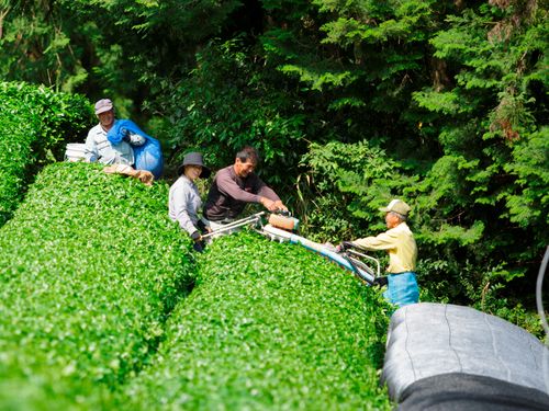 茶業