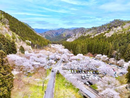 関市の寺尾ヶ原千本桜公園