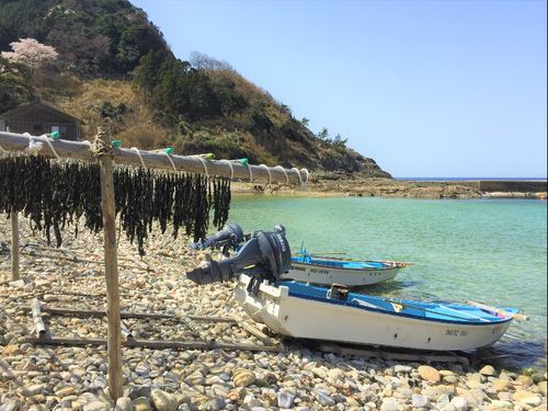 春の海辺とワカメ干しの風景