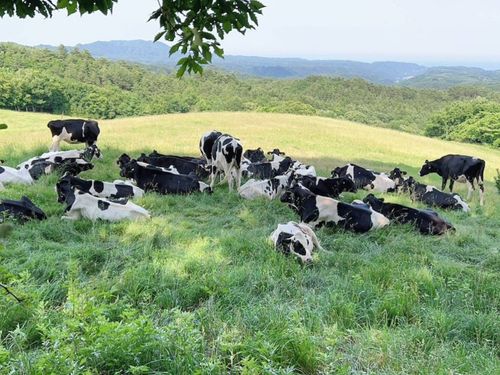 長嶺牧野で放牧中の牛さんたち。木陰で休憩中♪
