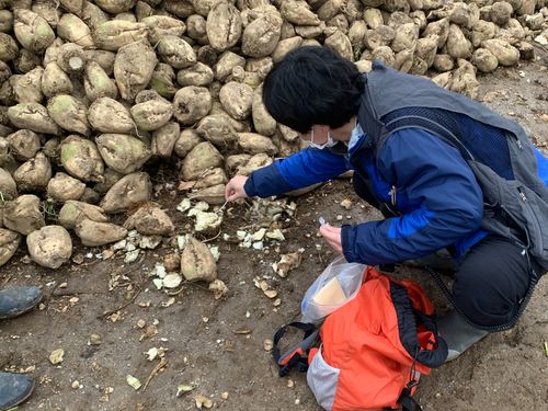ヒグマによるビートの食べあとの調査
