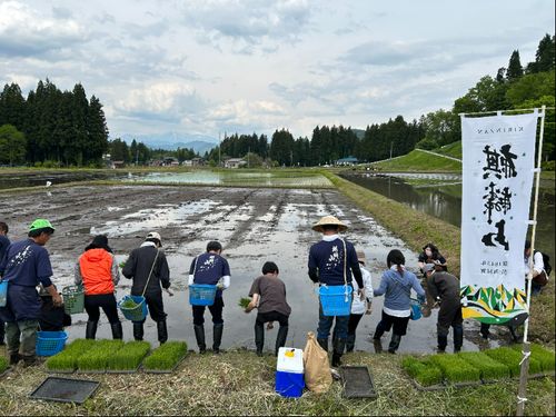 学長（社長）と一緒に田植えをする様子