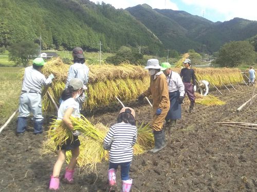 稲刈り