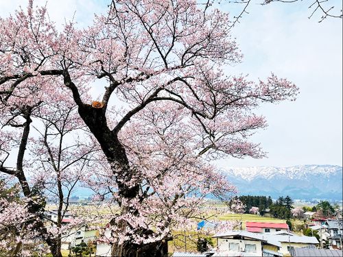 桜と西山の残雪