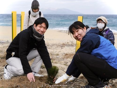 海岸に松の木を植樹