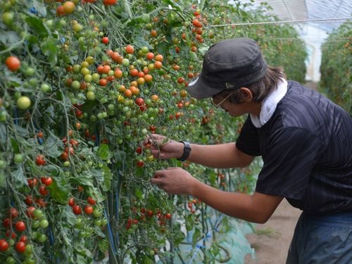 新規就農者が多い新ひだか町