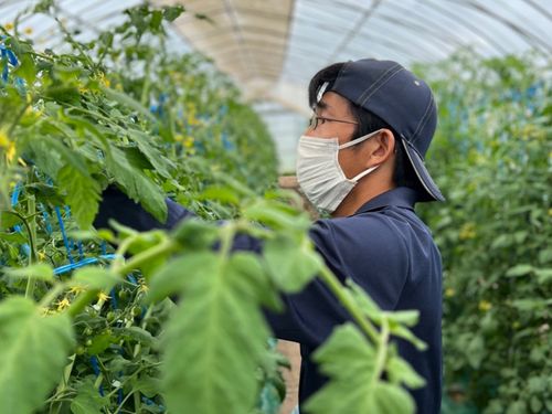 収穫以外の作業もあります！